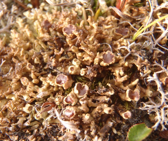 Dactylina ramulosa