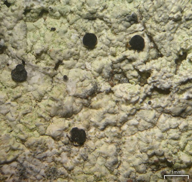 Dactylospora athallina