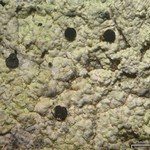 Dactylospora athallina