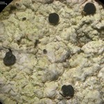 Dactylospora athallina