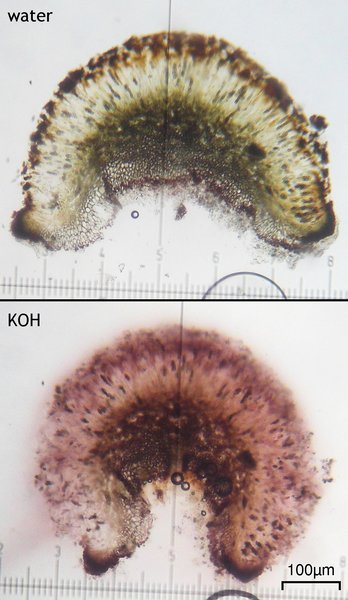 Dactylospora athallina