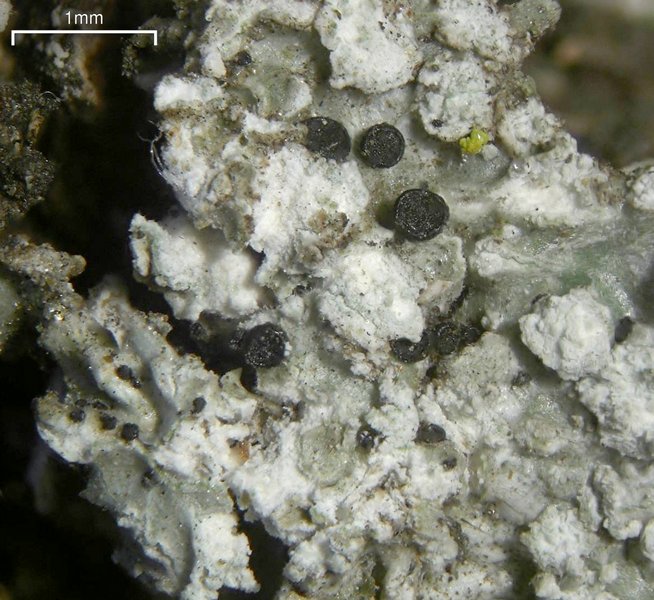 Dactylospora parasitica