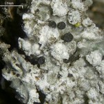 Dactylospora parasitica