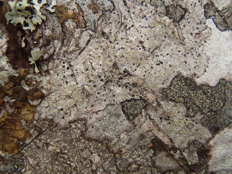 Dactylospora parasitica