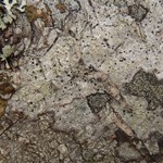 Dactylospora parasitica