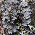 Pectenia plumbea