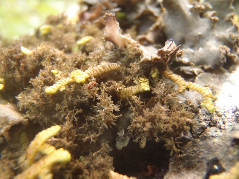 Dendriscocaulon intricatulum