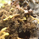 Dendriscocaulon intricatulum