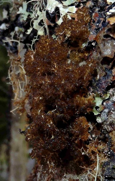 Dendriscocaulon intricatulum