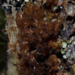 Dendriscocaulon intricatulum