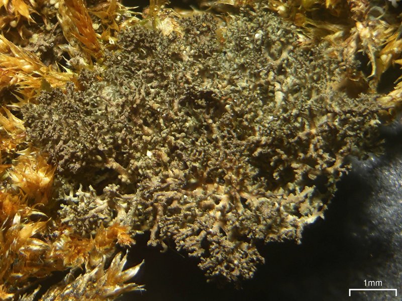 Dendriscocaulon intricatulum