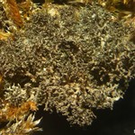 Dendriscocaulon intricatulum