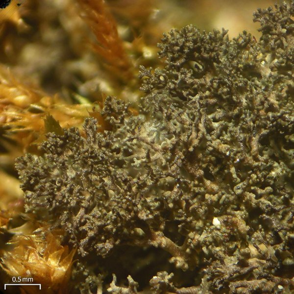 Dendriscocaulon intricatulum