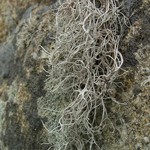 Dendrographa alectoroides