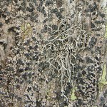 Dendrographa alectoroides