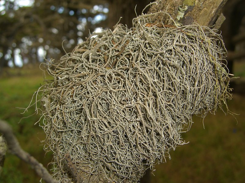 Dendrographa alectoroides