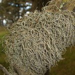 Dendrographa alectoroides