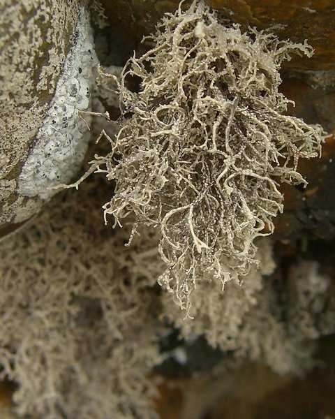 Dendrographa leucophaea