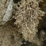 Dendrographa leucophaea