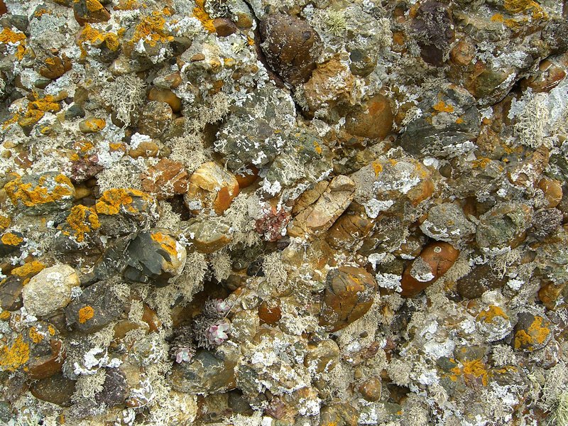 Dendrographa leucophaea
