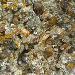Dendrographa leucophaea
