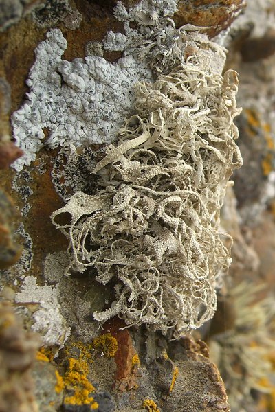 Dendrographa leucophaea