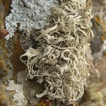 Dendrographa leucophaea