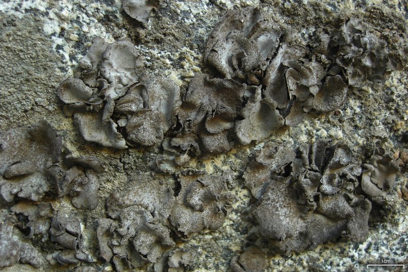 Dermatocarpon americanum