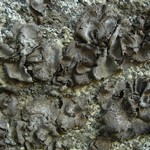 Dermatocarpon americanum