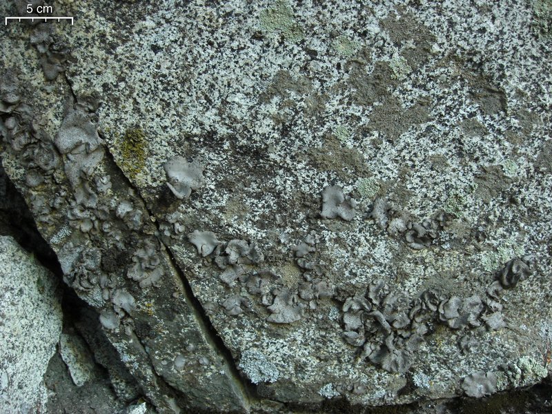 Dermatocarpon americanum