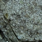 Dermatocarpon americanum