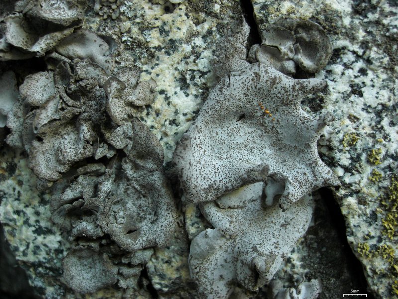 Dermatocarpon americanum