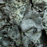 Dermatocarpon americanum