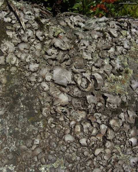 Dermatocarpon americanum