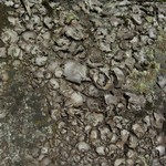 Dermatocarpon americanum
