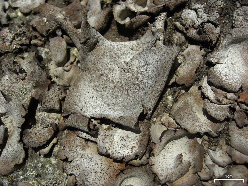 Dermatocarpon americanum