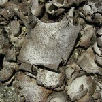 Dermatocarpon americanum
