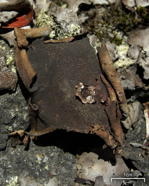 Dermatocarpon americanum
