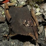 Dermatocarpon americanum