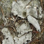 Dermatocarpon atrogranulosum