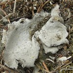 Dermatocarpon atrogranulosum