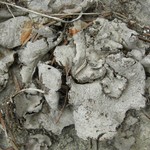 Dermatocarpon atrogranulosum