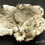 Dermatocarpon atrogranulosum