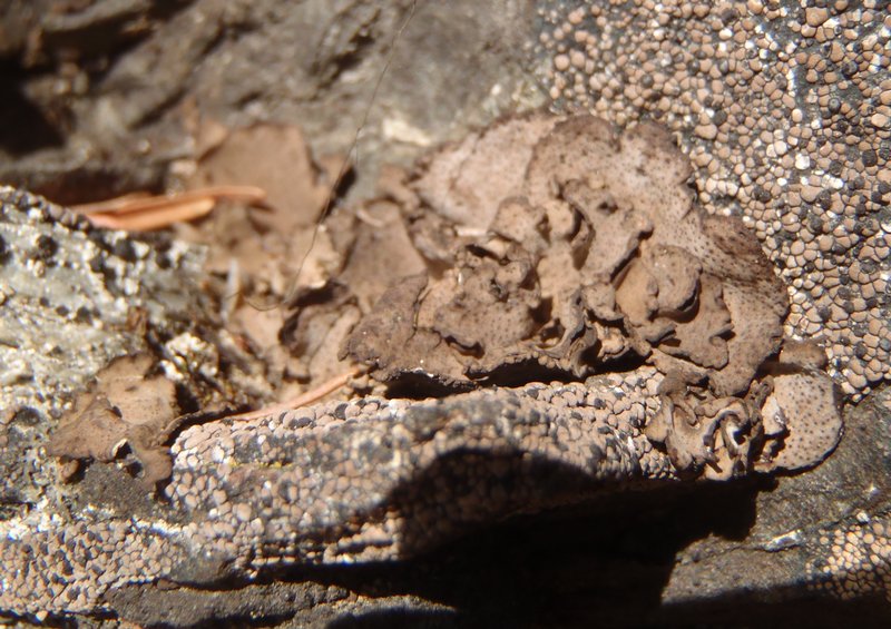 Dermatocarpon bachmannii