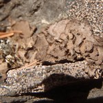 Dermatocarpon bachmannii