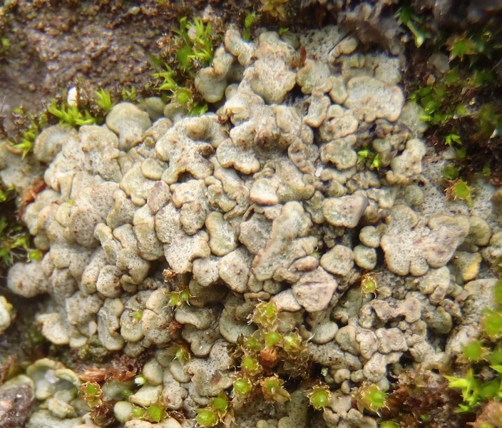 Dermatocarpon intestiniforme