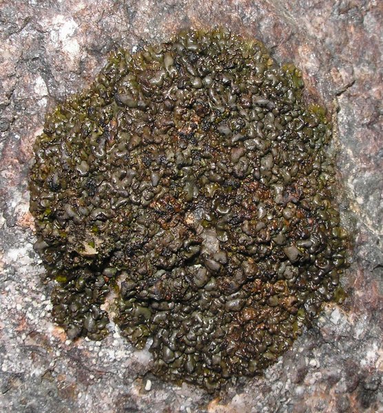 Dermatocarpon intestiniforme