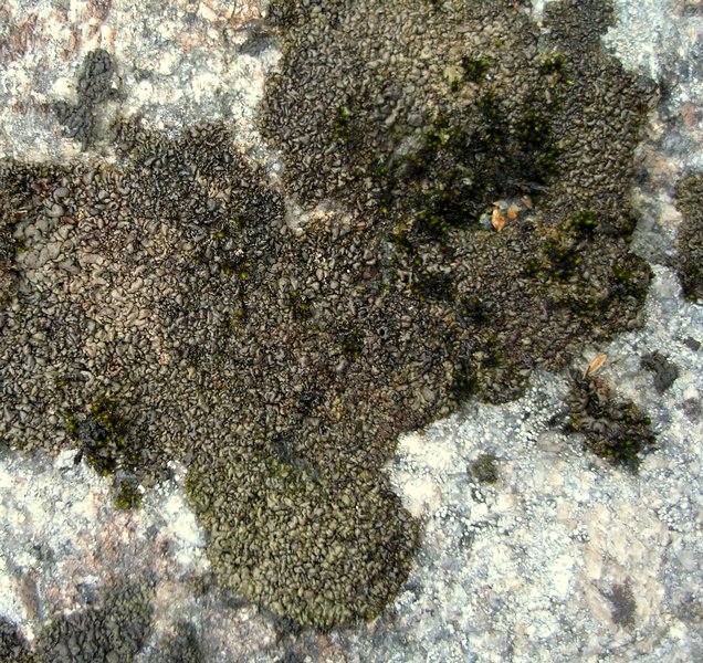 Dermatocarpon intestiniforme