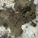 Dermatocarpon intestiniforme