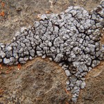 Dermatocarpon leptophyllodes